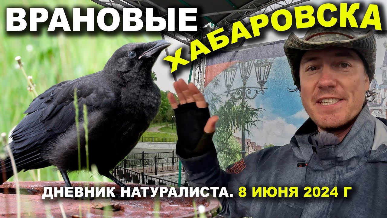 Врановые Хабаровска. Дневник натуралиста. 8 июня 2024 г. смотреть онлайн