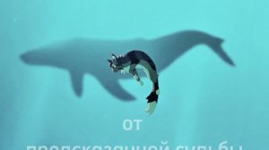 Эдит/Коты воители!