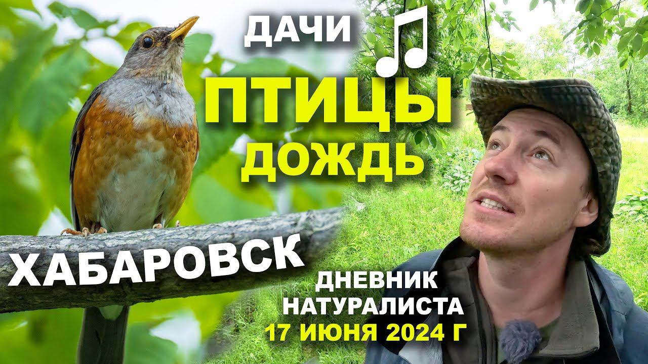 Поющие под дождем. Птицы на дачах под Хабаровском. 17.06.2024. Дневник натуралиста смотреть онлайн