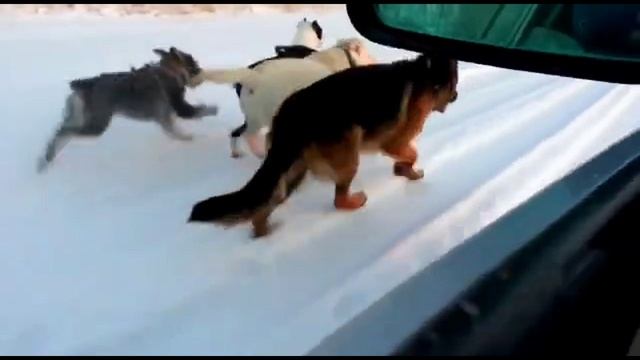 Спорт с собакой. Кинолог Игорь Алтайский