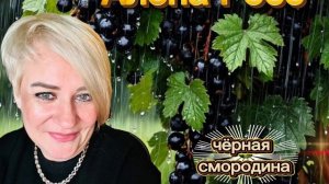 Чёрная смородина