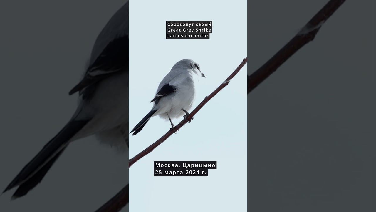 Голос: Сорокопут Серый. Песня. 2024 03 25 #голосаптиц смотреть онлайн