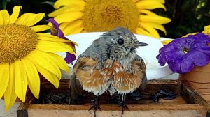 Красивая Горихвостка решила искупаться