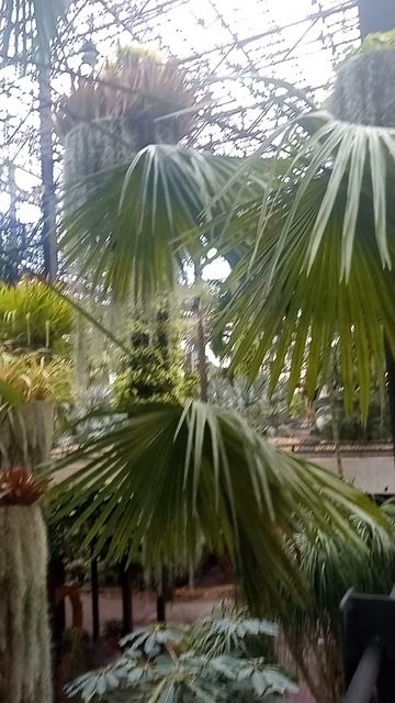 Цветок на кактусе — редкость или чудо? смотреть онлайн