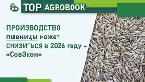 Производство пшеницы может снизиться в 2026 году - «СовЭкон» | TOP Agrobook: обзор аграрных новостей