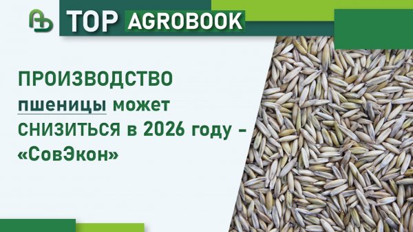 Производство пшеницы может снизиться в 2026 году - «СовЭкон» | TOP Agrobook: обзор аграрных новостей