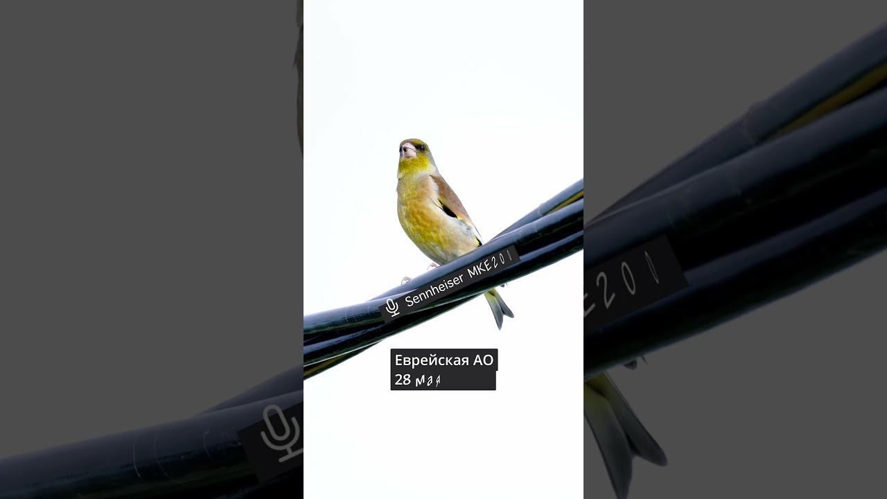 Зеленушка Китайская - Голос Вжик ♫ #голосаптиц #shorts смотреть онлайн