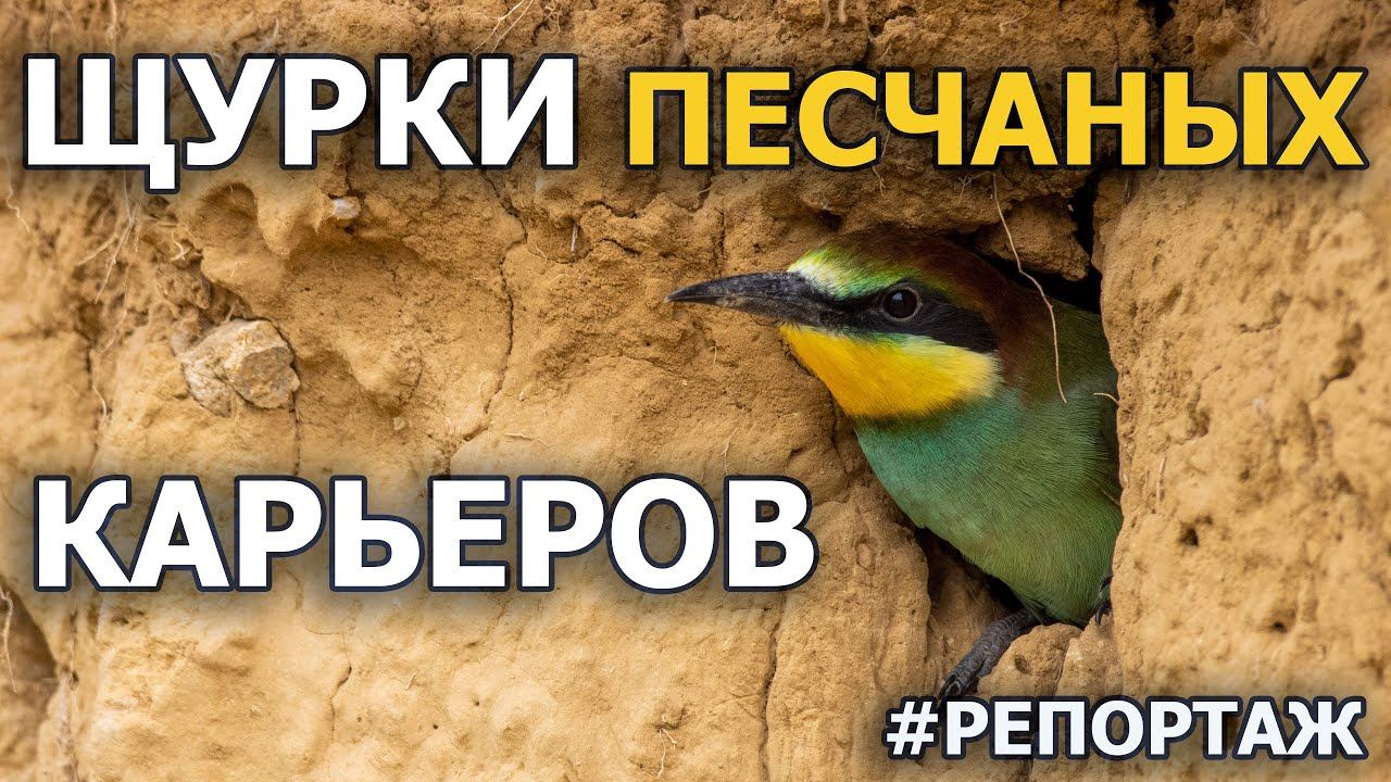 Щурки песчаных карьеров смотреть онлайн