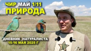 Природа Чира. 15-16 мая 2025 г.