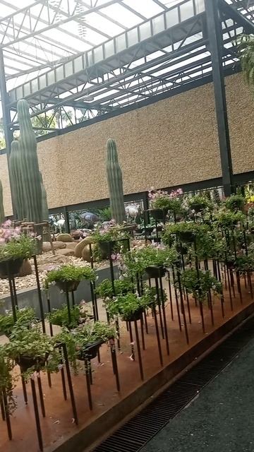 Кактусовый рай в 30 км от Паттайи смотреть онлайн