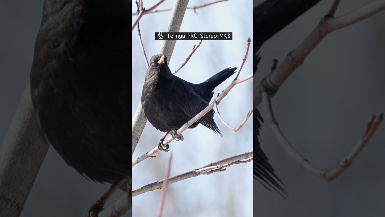 Дрозд Чёрный ♂. Голос тревоги и Писк 2024 03 27 #голосаптиц #shorts смотреть онлайн