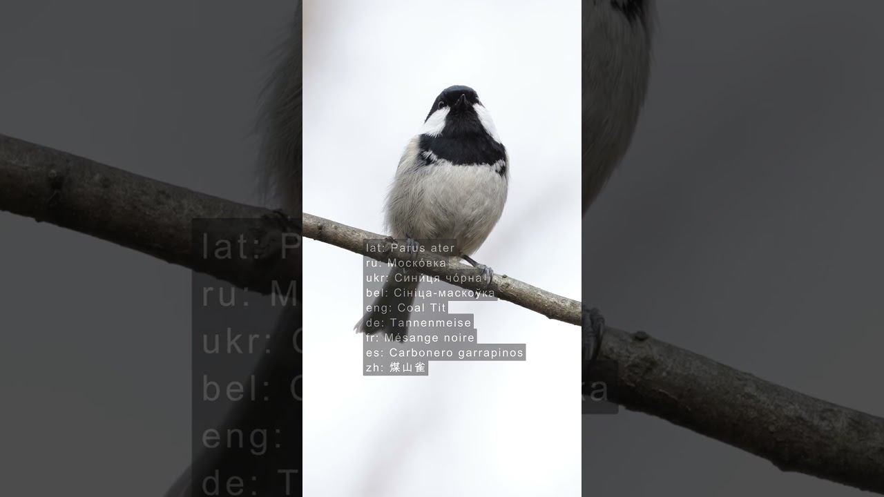 Московка - Голос ♫ #голосаптиц #shorts #birds смотреть онлайн