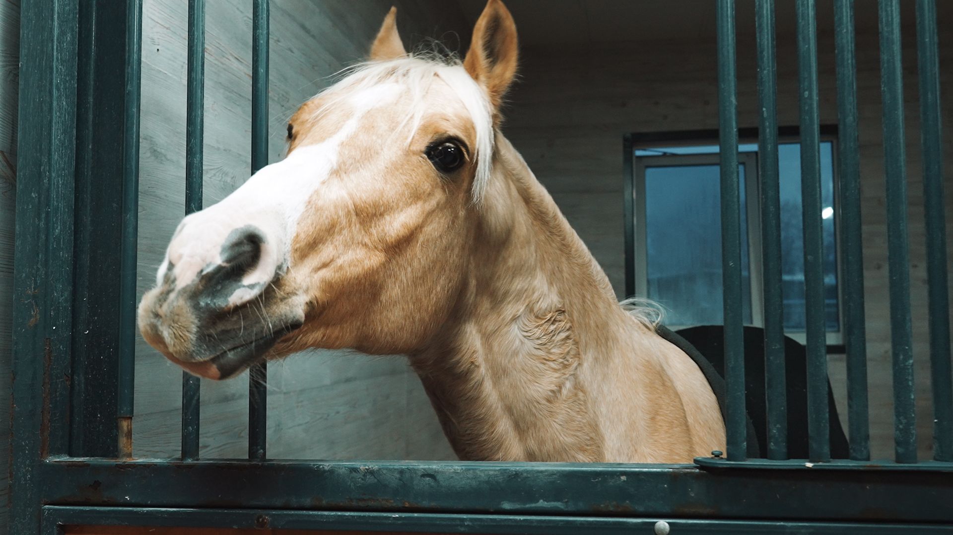 Год лошади смотреть онлайн