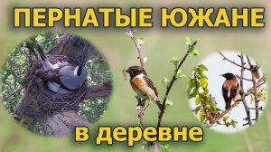 Черноголовый чекан – южный гость в деревне