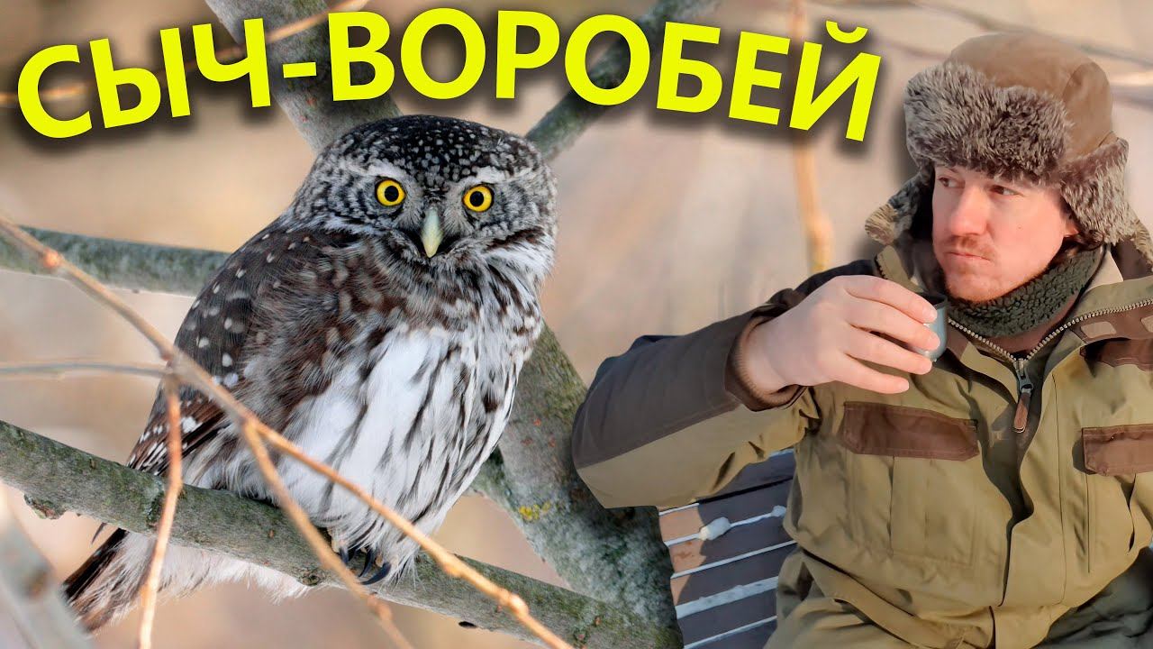 Дневник Сыча. 10 февраля 2024 г. смотреть онлайн