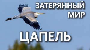 Затерянный мир цапель. Репортаж из гнездовой колонии