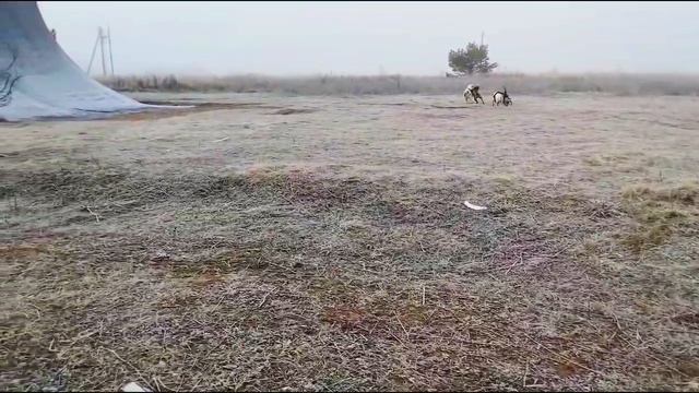 Зоогостиница. Передержка собак. Кинолог Игорь Алтайский.