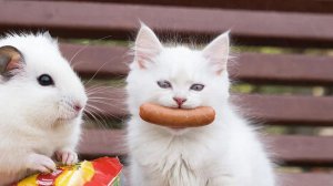 ИИ АНИМАЦИЯ | ЖИВОТНЫЕ ВОРЫ