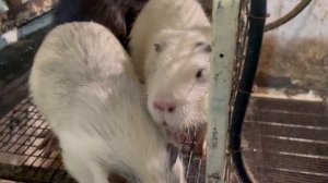 НУТРИИ НЕ ПРИНЯЛИ МОЛОДЫХ САМОК В СЕМЬЮ