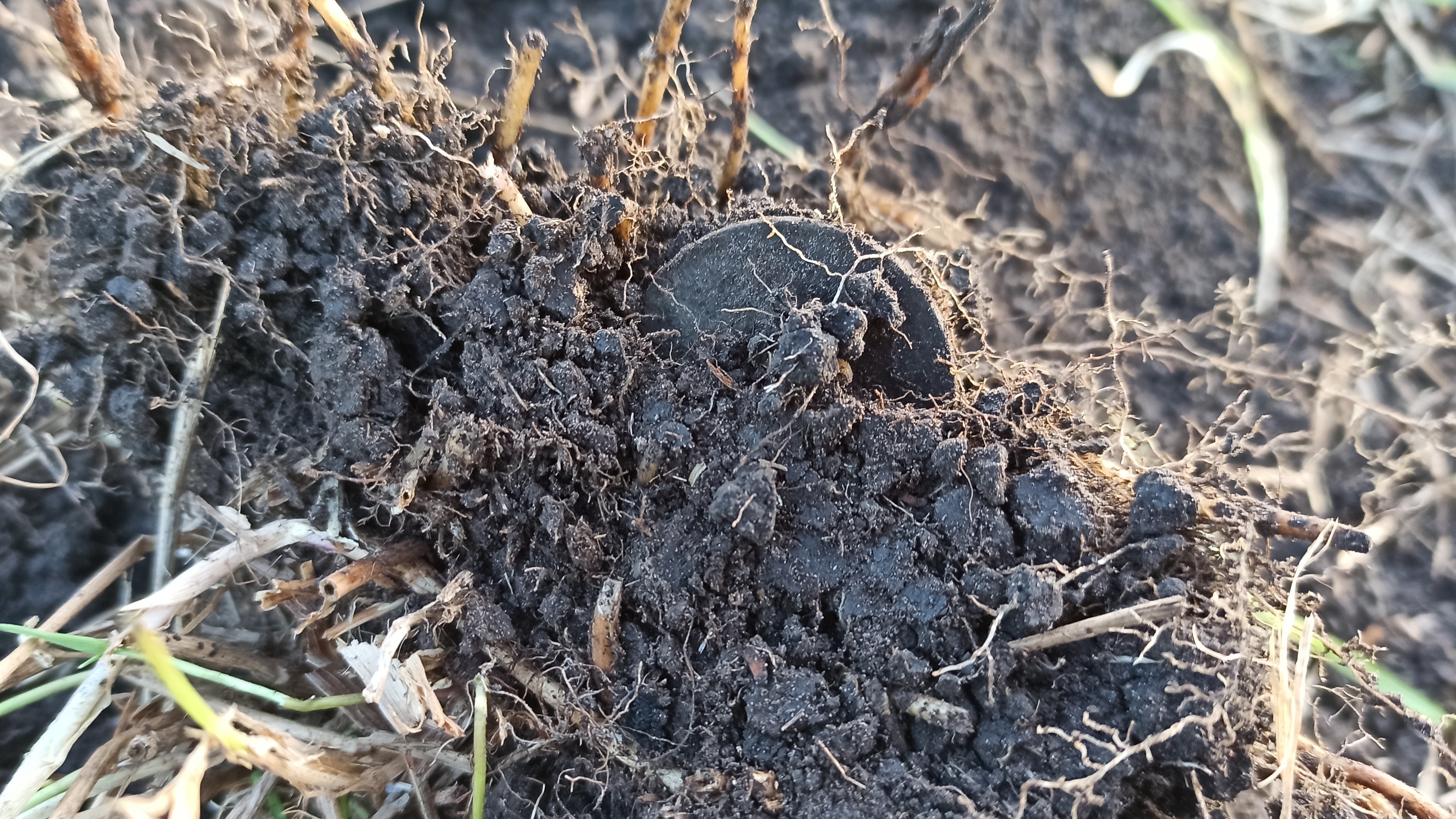 КОПЕЙКА Александра 2. КОП МОНЕТ ВИДЕО. #коп #монеты #поискмонет #кладоискатель смотреть онлайн