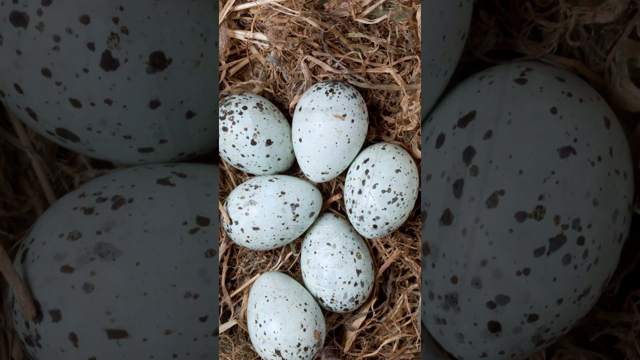 Галка ГНЕЗДО #гнездаптиц #shorts смотреть онлайн