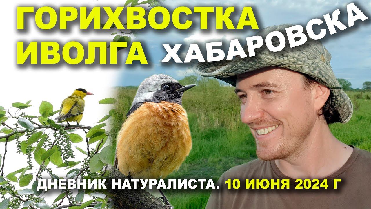 Сибирская горихвостка и хвост китайской иволги. Хабаровск. 10.06.2024 смотреть онлайн