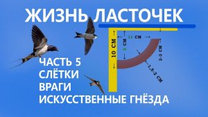 Жизнь ласточек #5/5.  Слётки. ✈ Миграции.  Враги.  Помощь