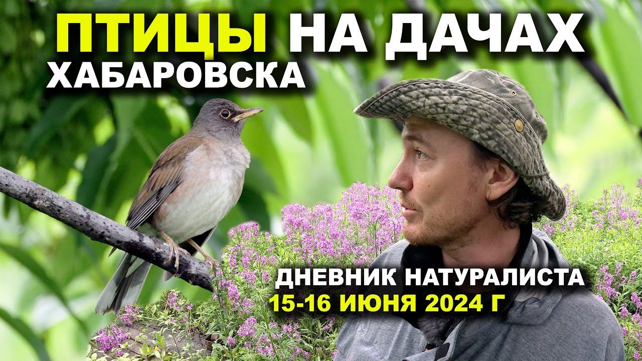 Птицы на дачах под Хабаровском. Дневник натуралиста. 15-16 июня 2024 г. смотреть онлайн
