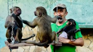 Новая качелька так понравилась гамадрилятам, что выстроилась целая очередь на нее))