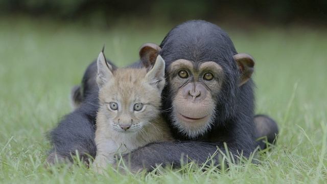 животные в природе HDR