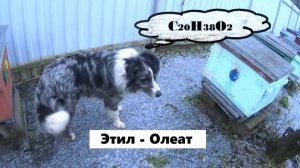 Открытие этилолеата может изменить пчеловодство.