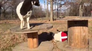 Новогодние приколы.  Обертон - Гори Ясно