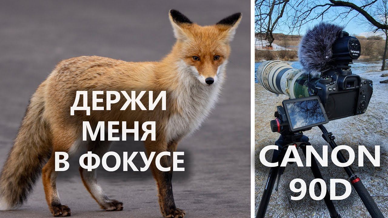 CANON 90D: ОБЗОР спустя год использования. Отзыв о ФОТО- и ВИДЕОсъёмке птиц и других животных смотреть онлайн