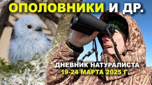 Ополовники и др. Дневник натуралиста 19-24 марта 2025. д. Денисово