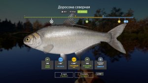 Русская Рыбалка 4-Новогодние Задания 2026: Доросома северная не менее 400 грамм оз. Лосиное