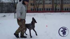 Дрессировка по курсу «СОБАКА-КОМПАНЬОН».