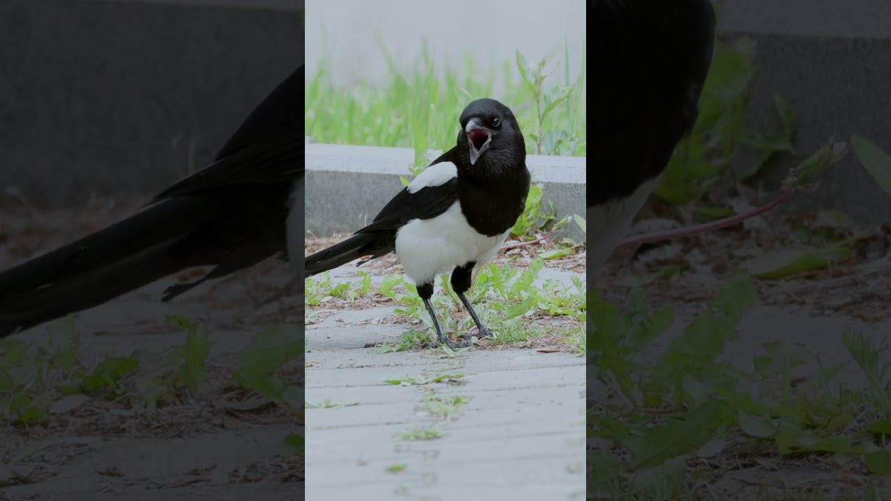 Сорока восточная - Голос ♫ #голосаптиц #shorts #birds смотреть онлайн