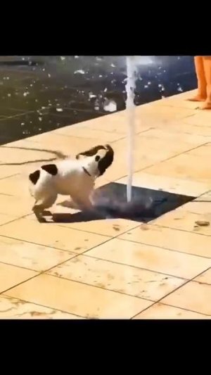 Видео от МЯУтаверс – как метавселенная, но с котами