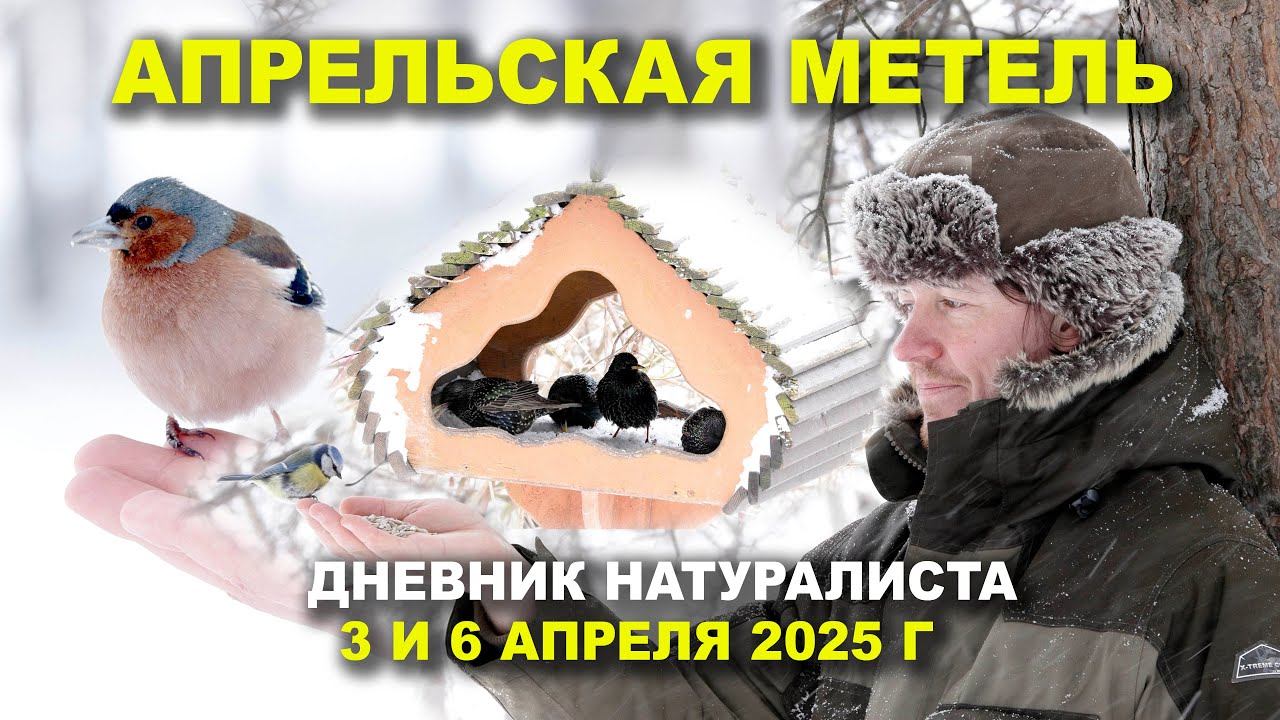 Апрельская метель и птицы. 6.4.2025. Дневник натуралиста смотреть онлайн
