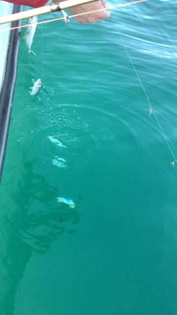 Ловим ставриду в Чёрном море. смотреть онлайн