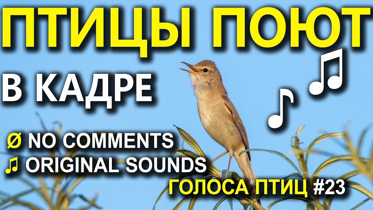 Голоса птиц круглый год. 100 видов птиц поют в кадре смотреть онлайн