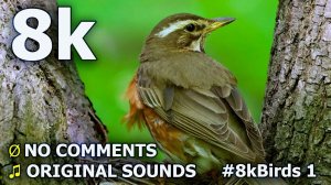 8K видео с реальным звуком и поющими птицами #8kBirds 1