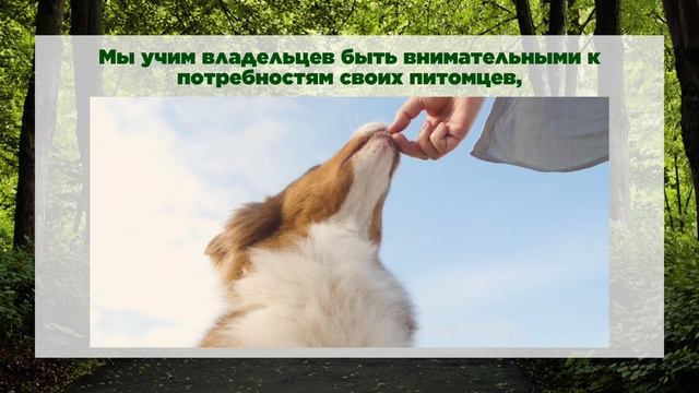 Управляемая городская собака от кинолога Игоря Алтайского