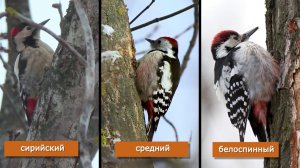 Как отличить сирийского дятла от большого пестрого. Репортаж из Рязанской области.
