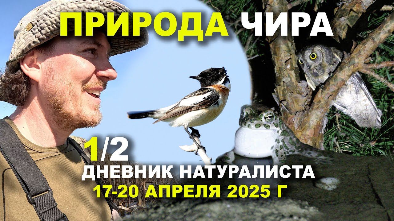Птицы Чира. Часть 1 из 2. 17-20 апреля 2025 г. смотреть онлайн