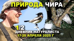 Птицы Чира. Часть 1 из 2. 17-20 апреля 2025 г.