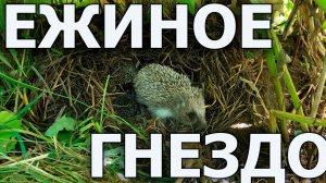 Гнездо ежа