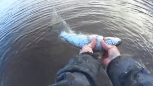 Вот она пятнистая!Рыбалка на сига в Арктике Столько сигов я давно неловил.Белое море.