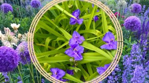 Прохладный сад. Многолетние в нашем саду в холодных тонах.