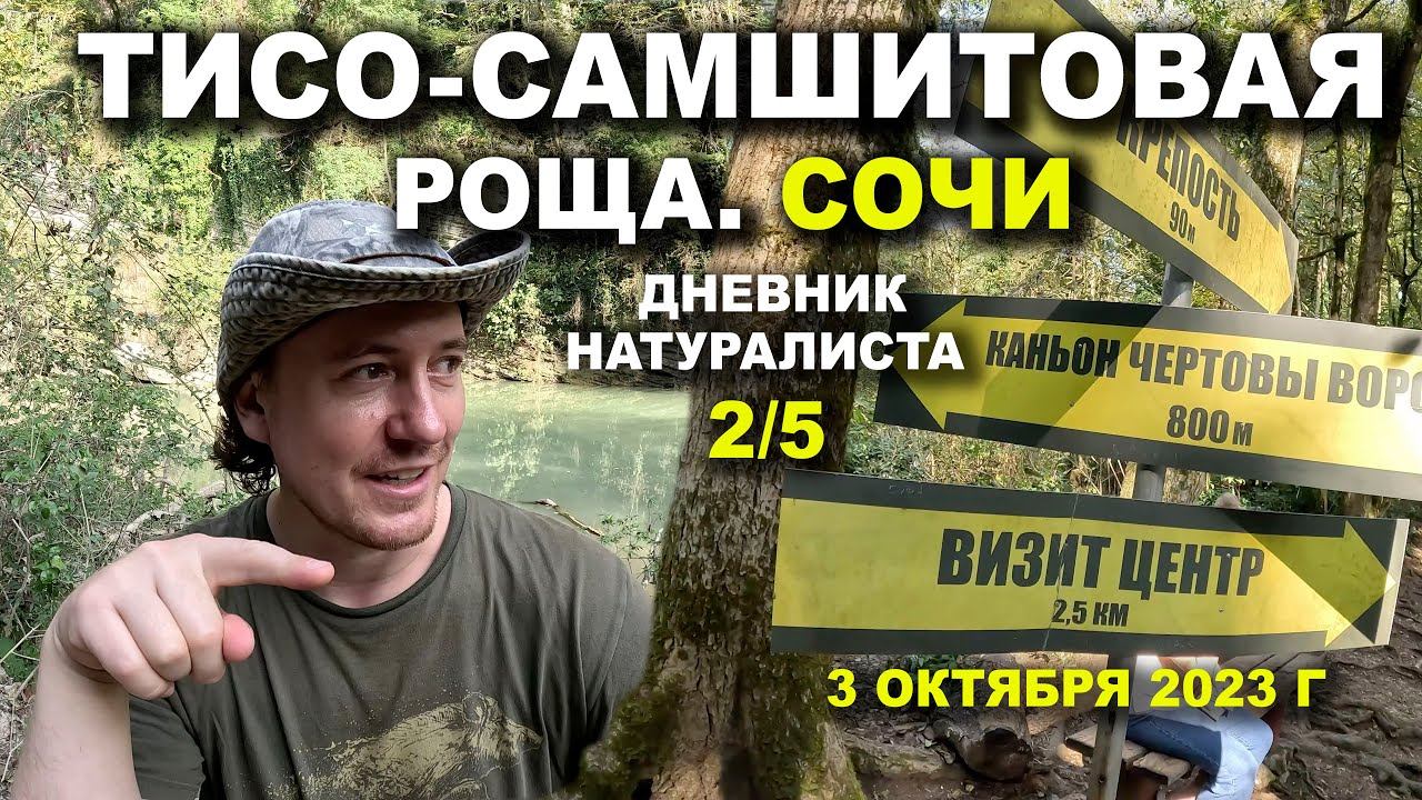 Тисо-Самшитовая Роща. Сочи. 3 октября 2023 г. Дневник натуралиста 2-й из 5 смотреть онлайн
